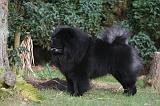 CHOW CHOW 796